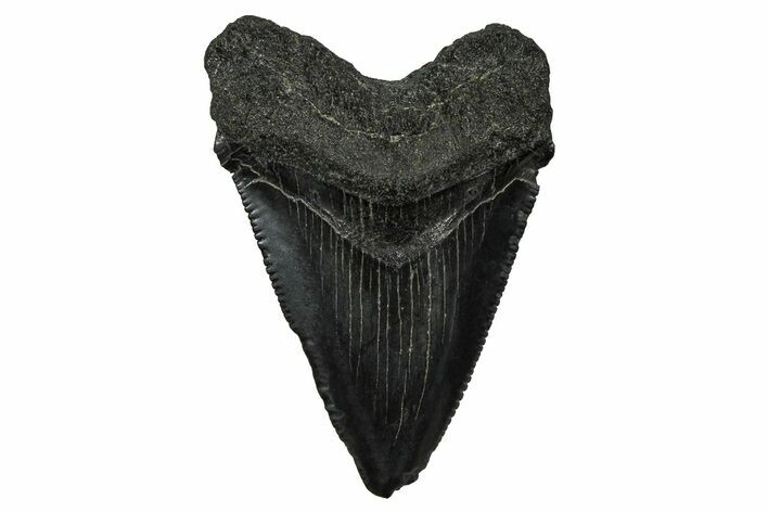 Serrated, Juvenile Megalodon Tooth - South Carolina #375943